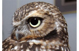  Burrowing Owl Interpretive Centre